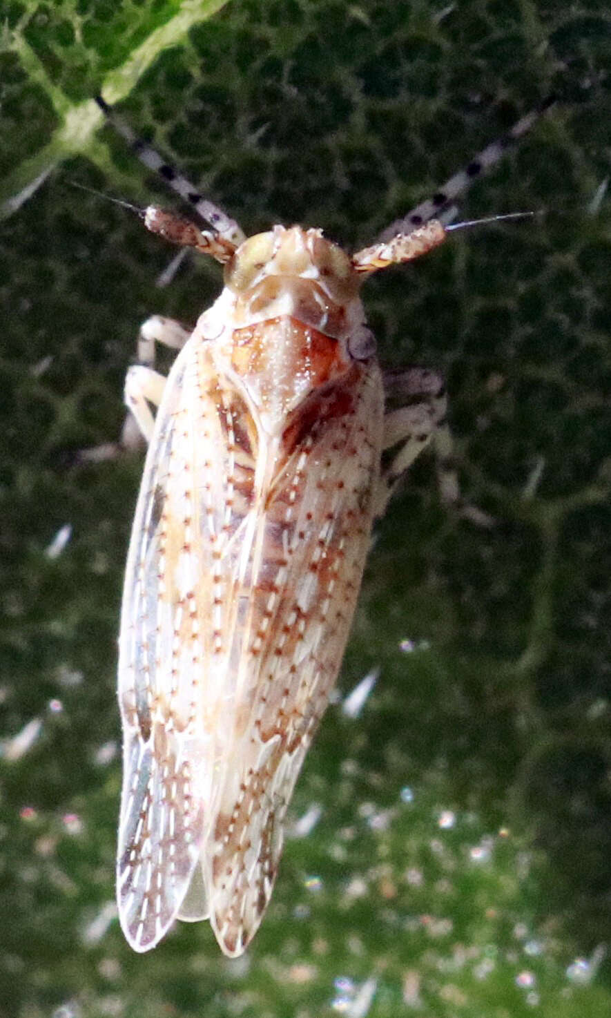 Imagem de Stobaera tricarinata (Say 1825)