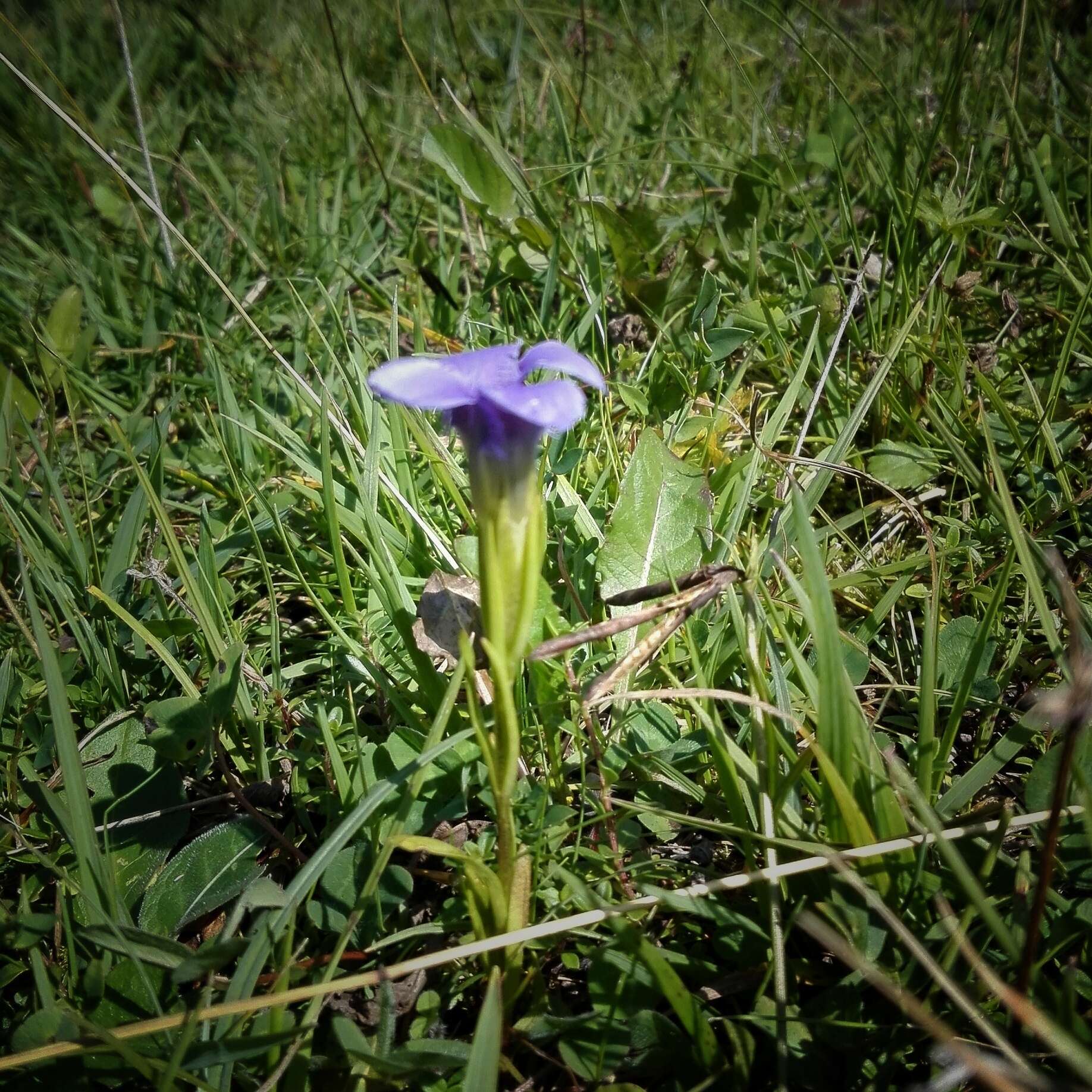 Gentianopsis ciliata (L.) Ma的圖片