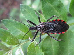 Plancia ëd Rhynocoris leucospilus sibiricus (Jakovlev 1893)