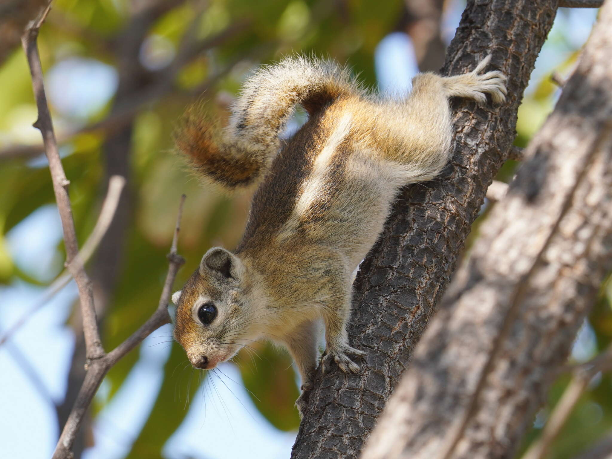 Image of Congo Rope Squirrel