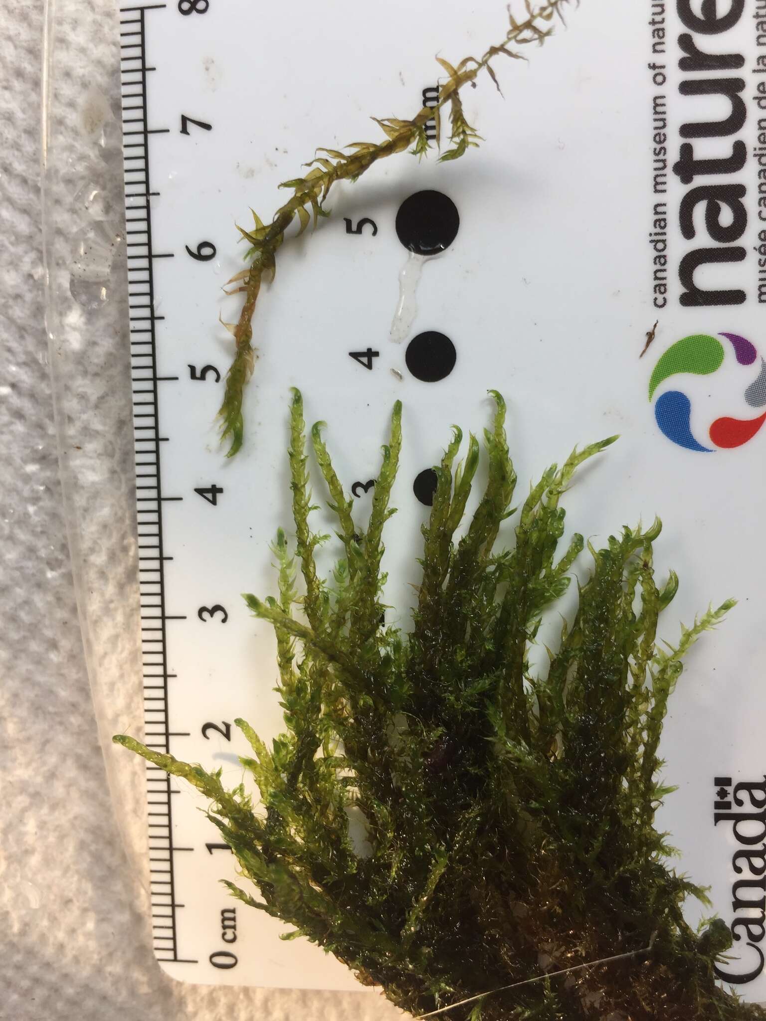 Image of common hook-moss