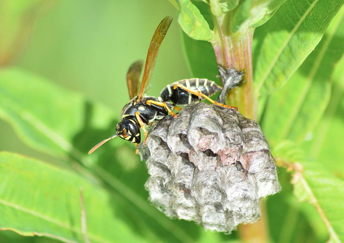 Polistes nimpha (Christ 1791)的圖片