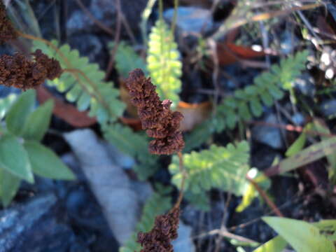 Image of Anemia oblongifolia (Cav.) Sw.