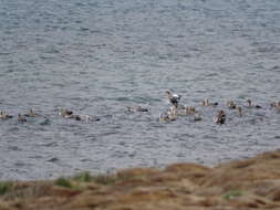 Image of magellan goose, upland goose