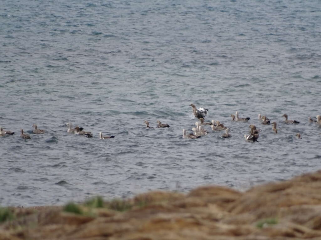 Image of magellan goose, upland goose