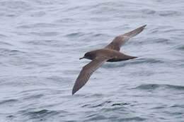 Image of Sooty Shearwater