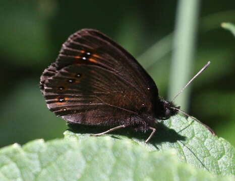 Erebia oeme Hübner 1803 resmi