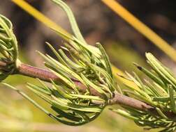 Image of Cephalaria attenuata (L. fil.) Roem. & Schult.