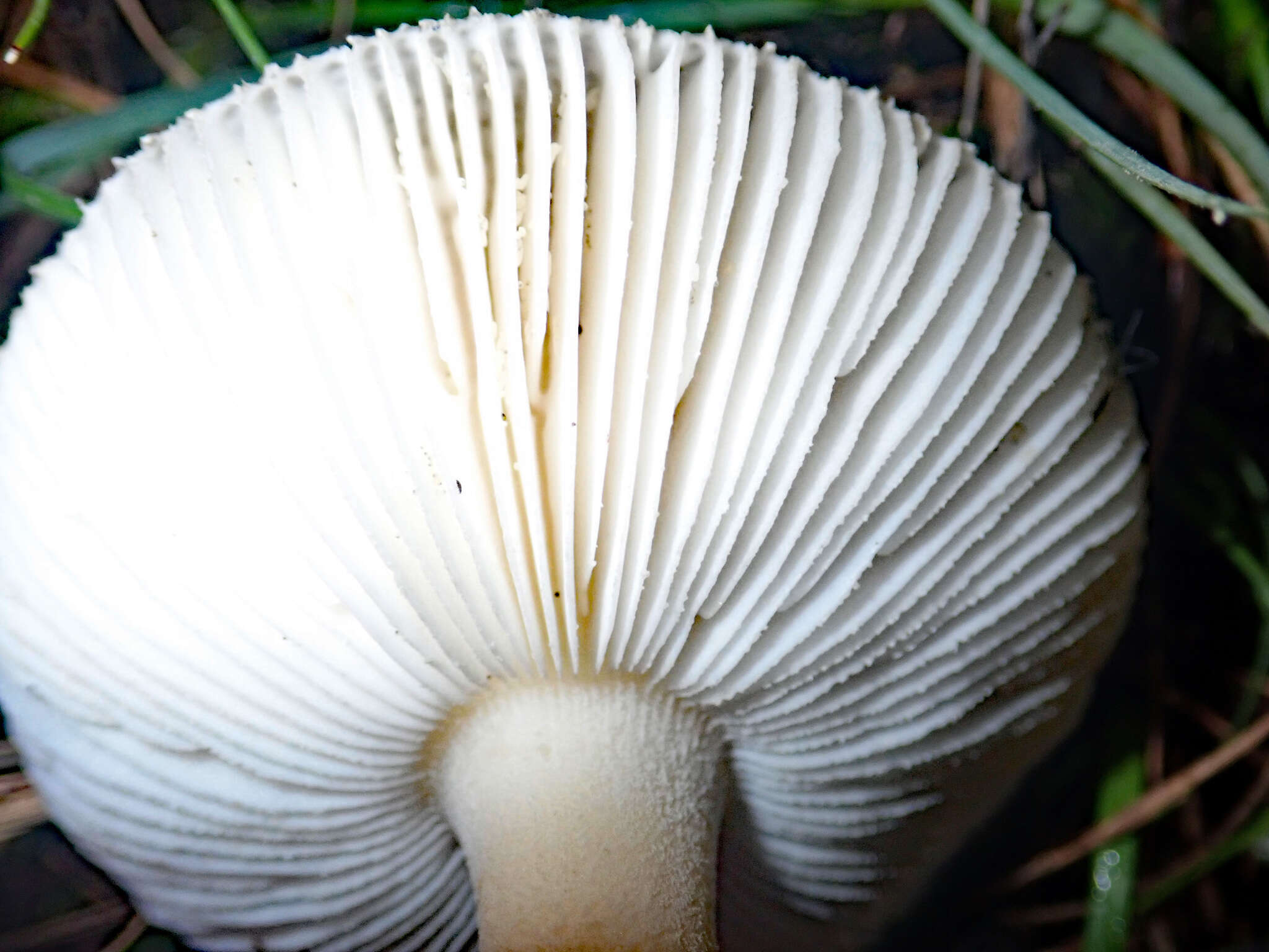 Image of Amanita taiepa G. S. Ridl. 1991