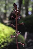 Image of summer coralroot