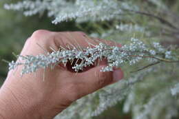 Artemisia filifolia Torr. resmi