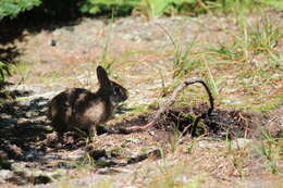 Imagem de Sylvilagus obscurus Chapman, Cramer, Deppenaar & Robinson 1992