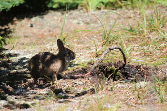 Image of Allegheny Cottontail