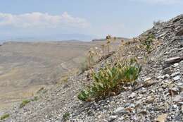 Image of Platyschkuhria integrifolia (A. Gray) Rydb.