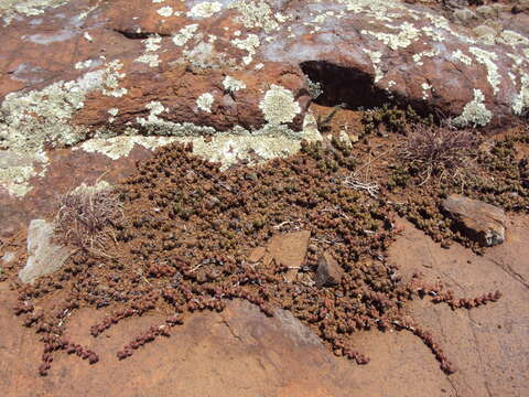 Image of Chasmatophyllum musculinum (Haw.) Dinter & Schwant.