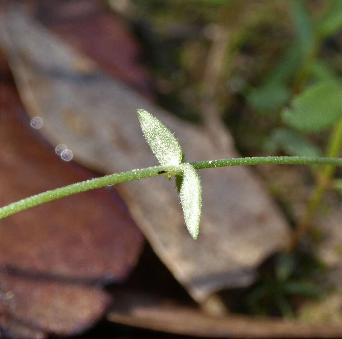 Image of Mitrasacme alsinoides R. Br.