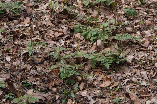 Image of Sceptridium japonicum (Prantl) Lyon