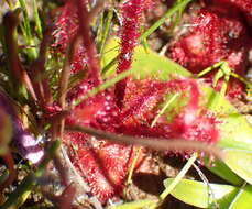 Imagem de Drosera alba Phill.