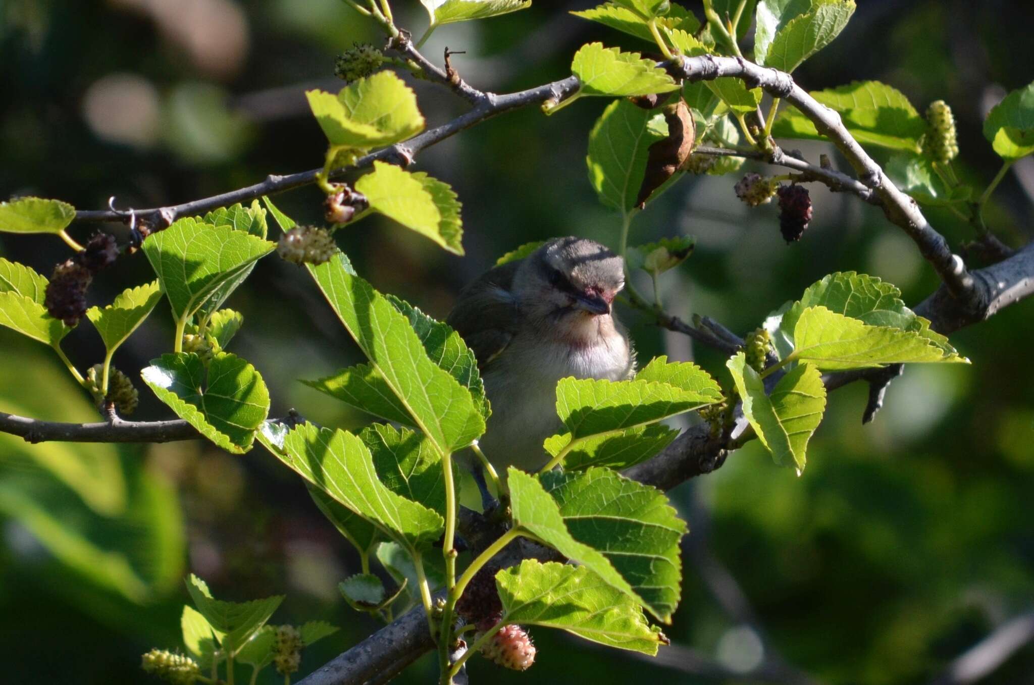 Image of Black-whiskered Vireo