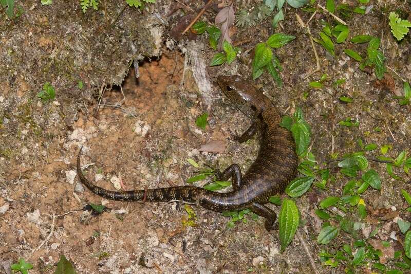 صورة Sphenomorphus praesignis (Boulenger 1900)