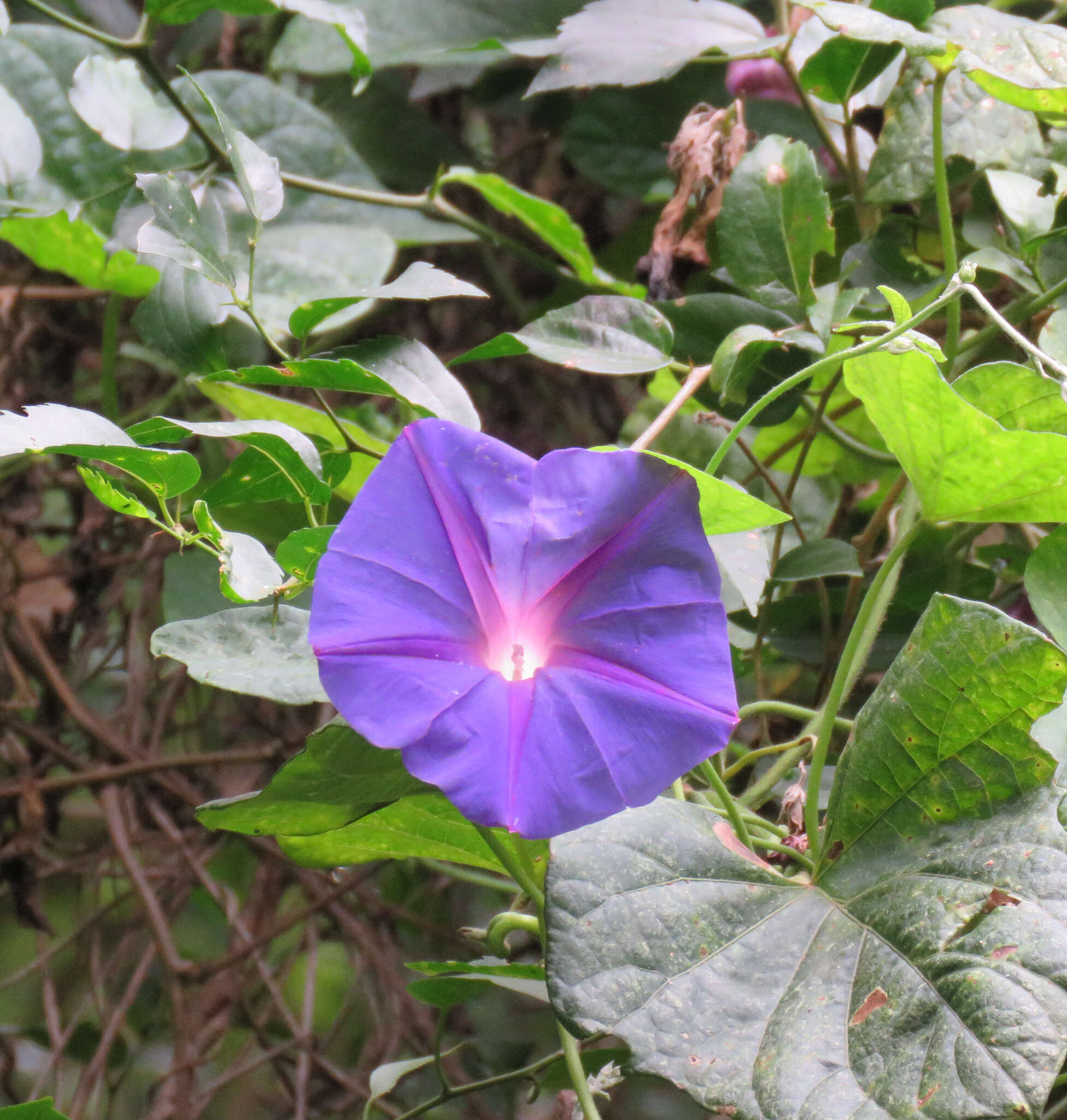 Sivun Ipomoea indica (J. Burman) Merr. kuva