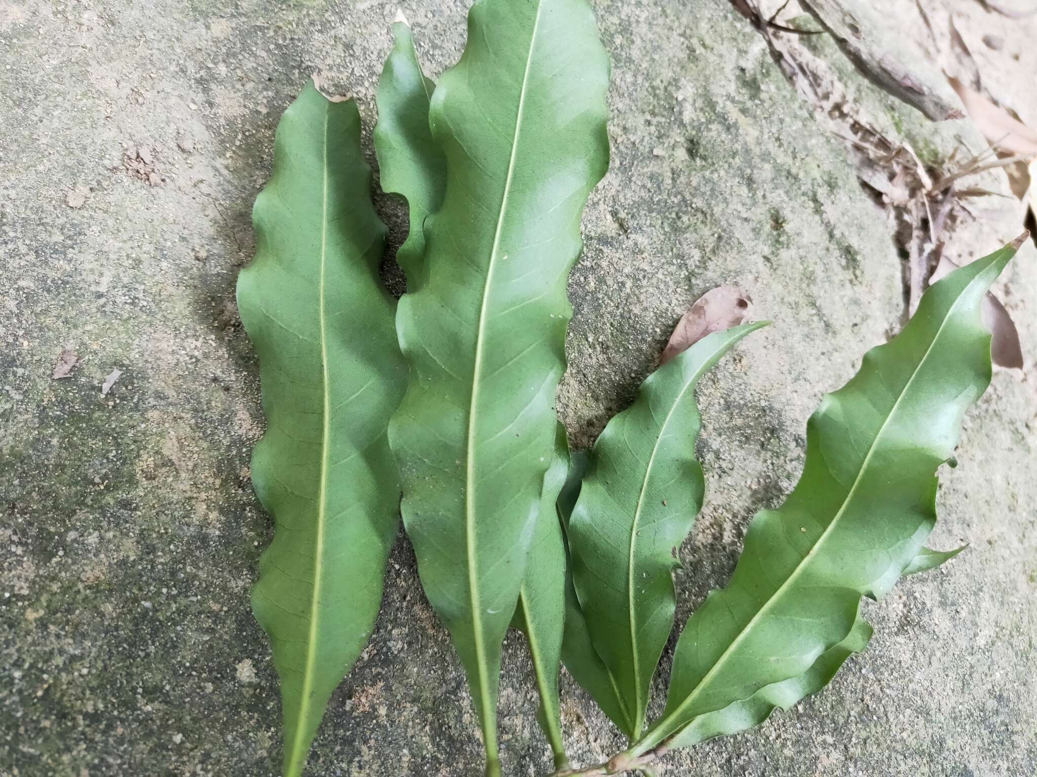 Imagem de Lithocarpus hancei (Benth.) Rehder