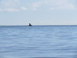 Image of Antarctic Giant-Petrel