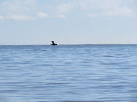 Image of Antarctic Giant-Petrel