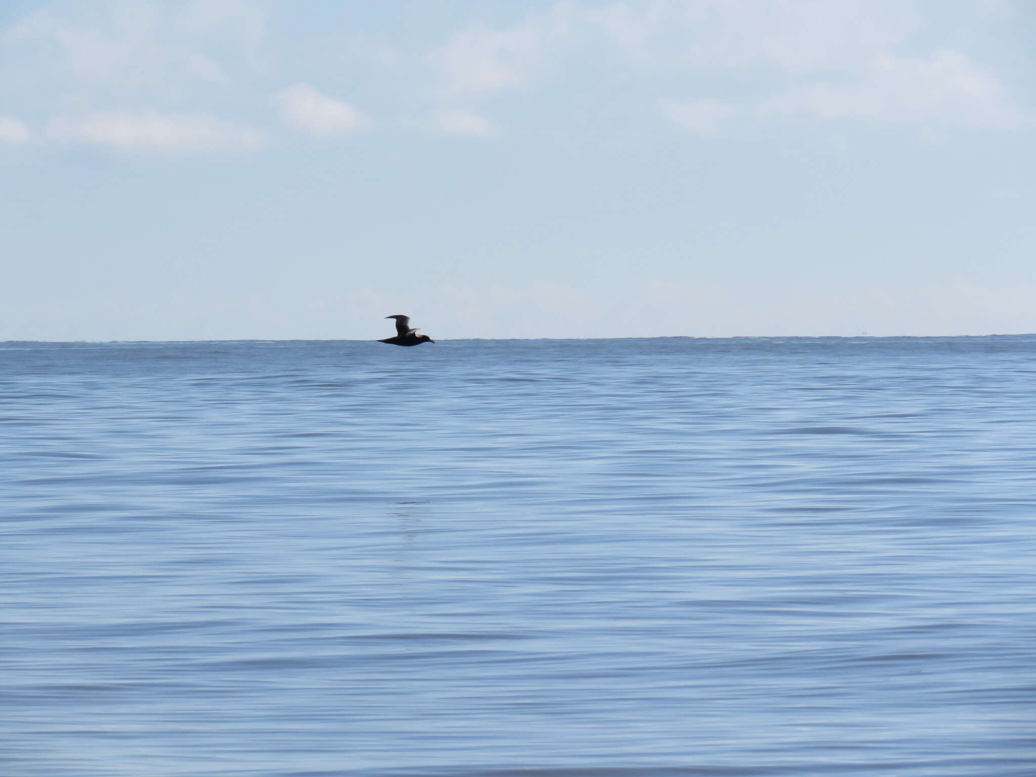 Image of Antarctic Giant-Petrel