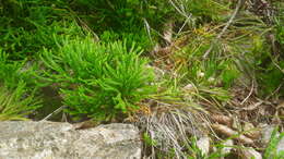 Image of clubmoss