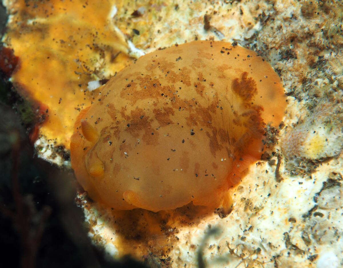 Image of Dendrodoris fumata (Rüppell & Leuckart 1830)