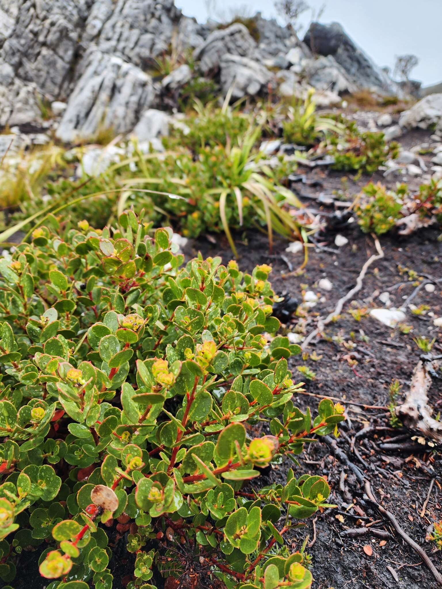 Image of Eucalyptus vernicosa Hook. fil.