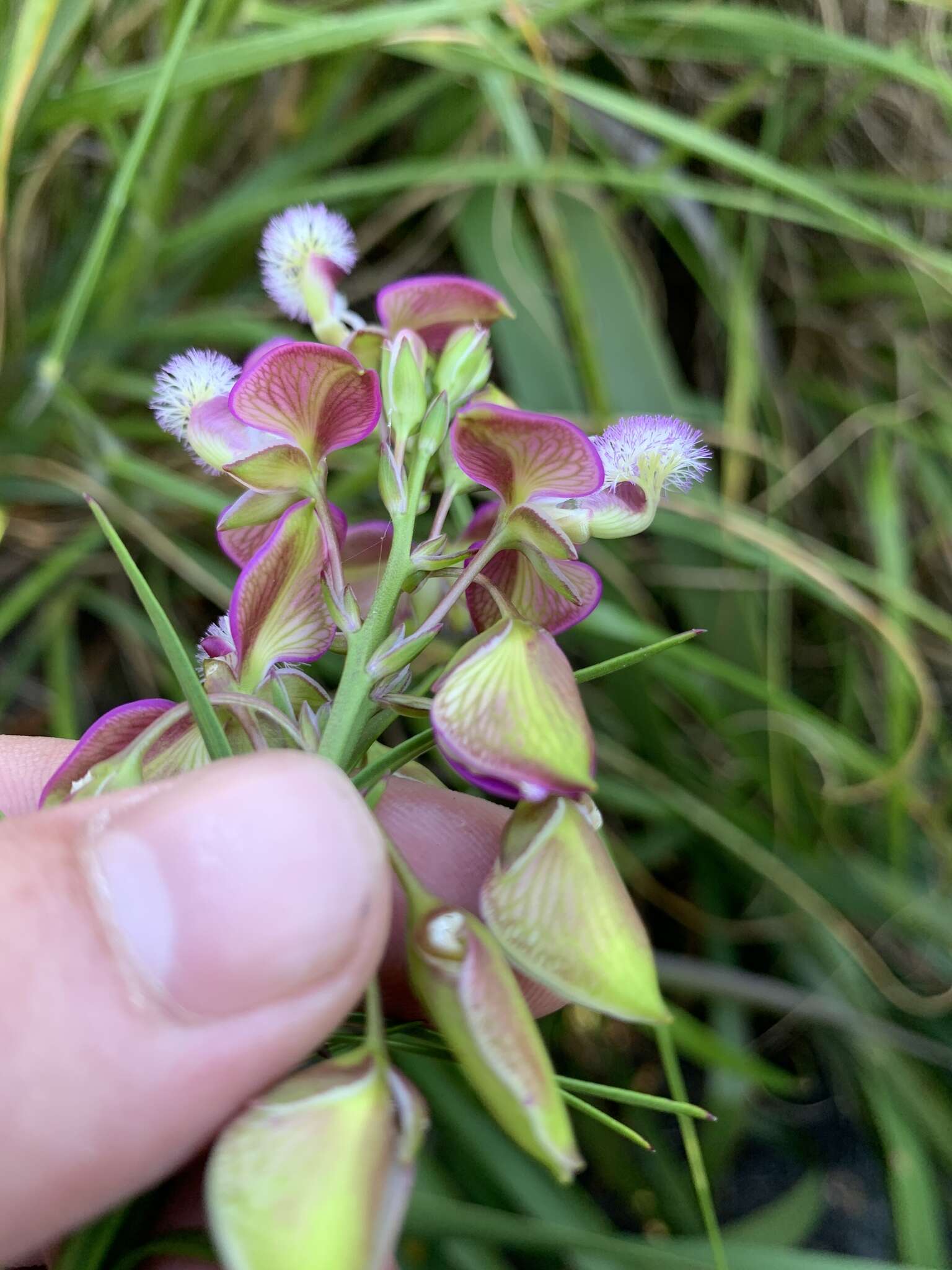 Image of Polygala bracteolata L.