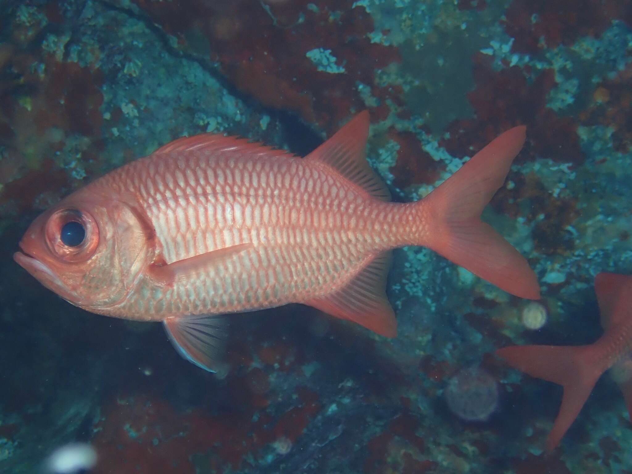 Image of Brick soldierfish