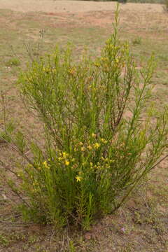 Image of Gutierrezia resinosa (Hook. & Arn.) Blake