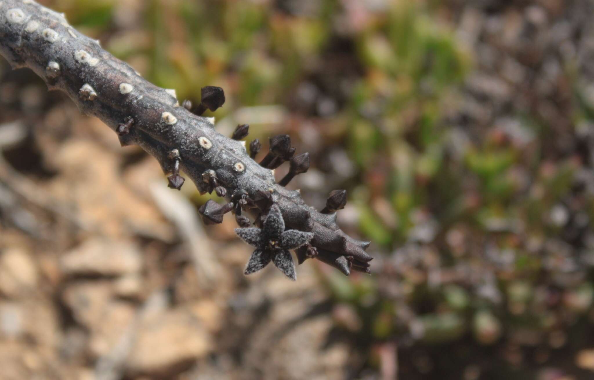 Image de Ceropegia pruinosa (Masson) Bruyns