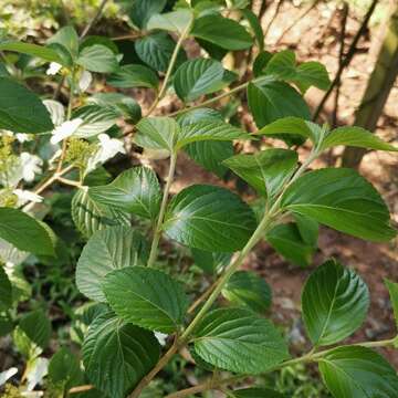 Image of Viburnum hanceanum Maxim.