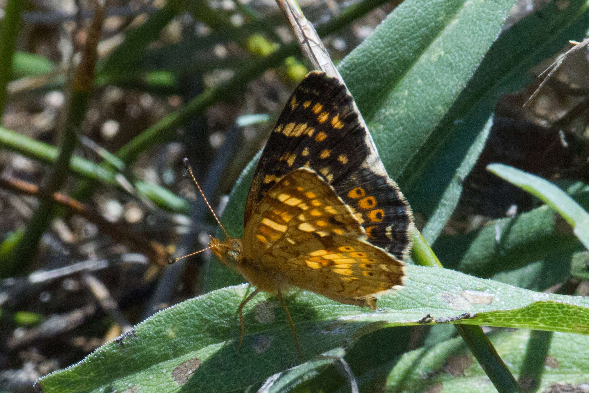Image of Pearl Crescent