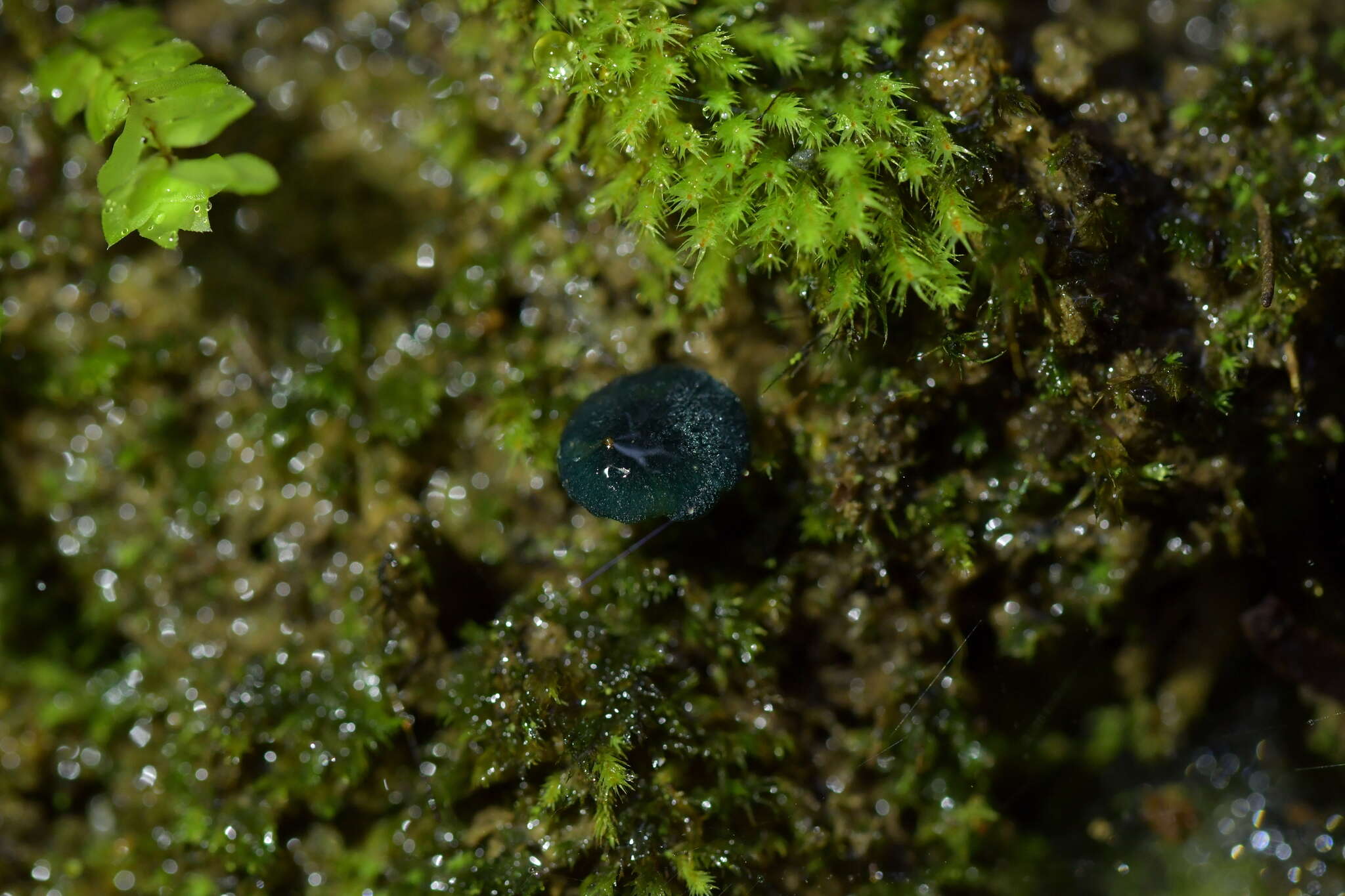 Image of Humidicutis luteovirens (E. Horak) E. Horak 1990