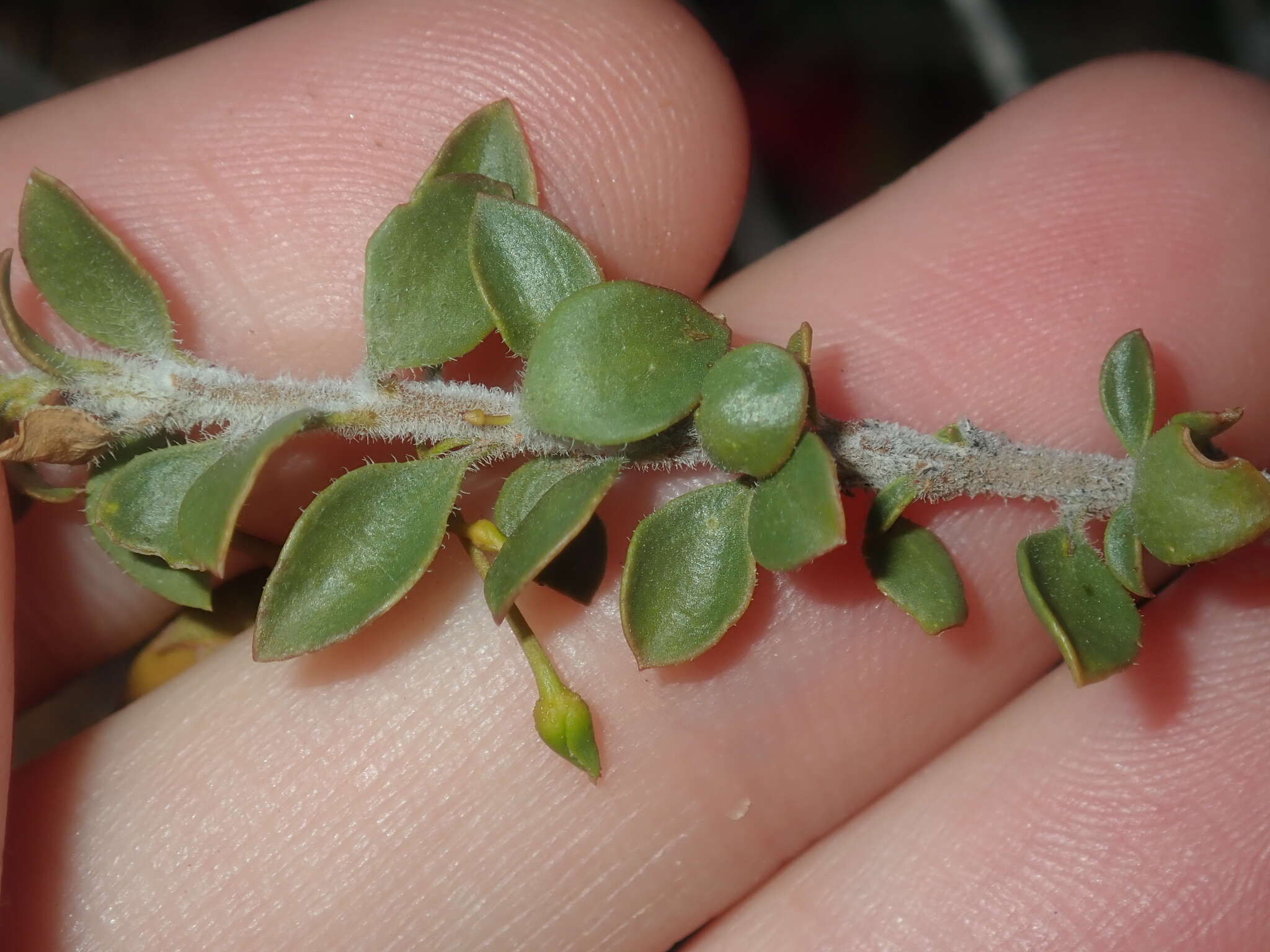 Image of Eremophila maculata (Ker-Gawler) F. Muell.