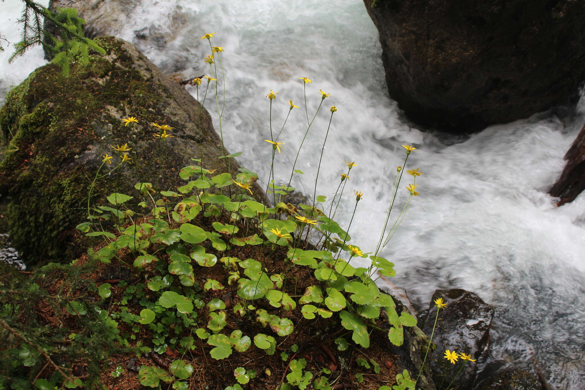 Plancia ëd Dolichorrhiza renifolia (C. A. Mey.) Galushko