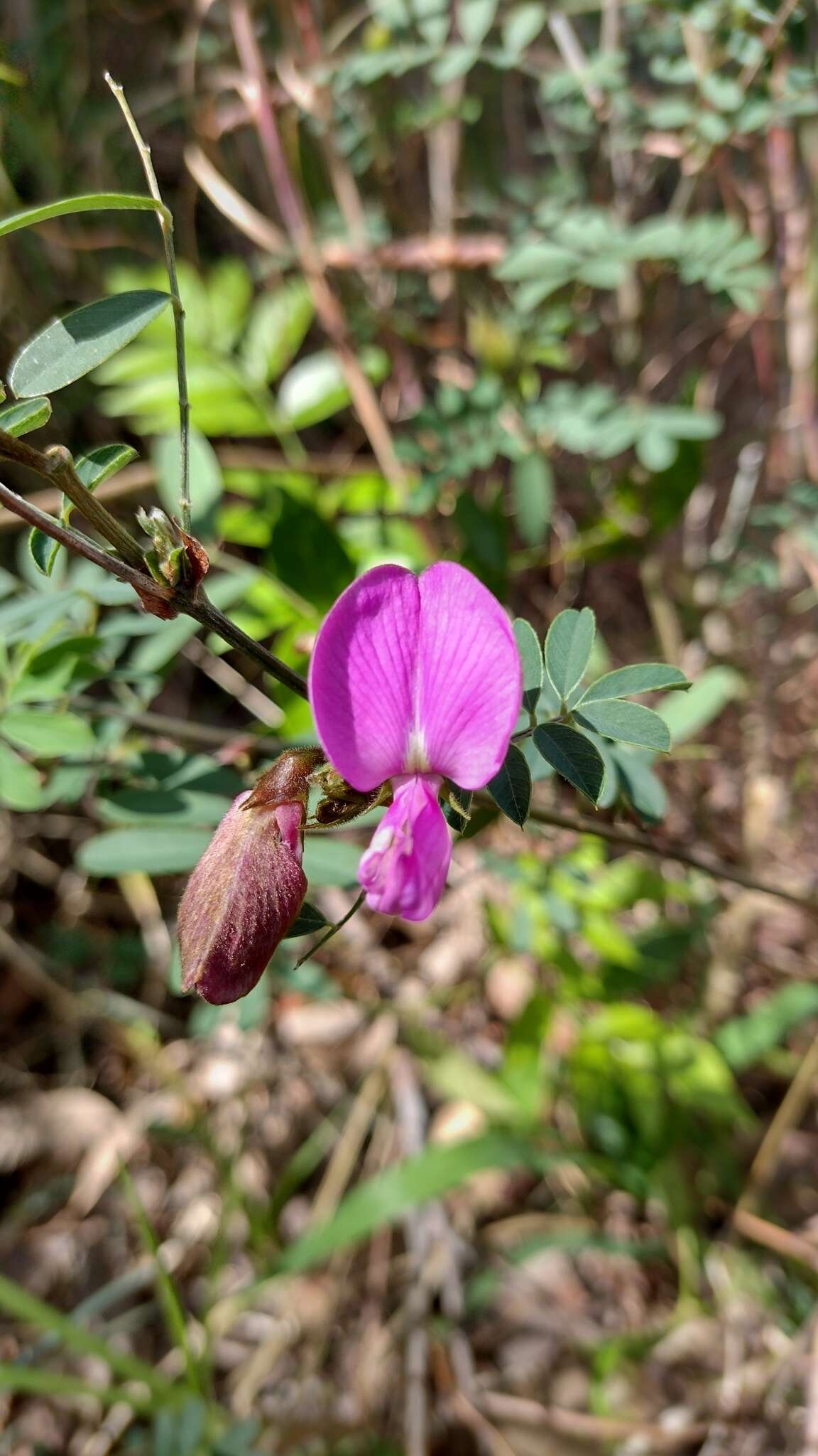 Image of Tephrosia grandiflora (Aiton) Pers.