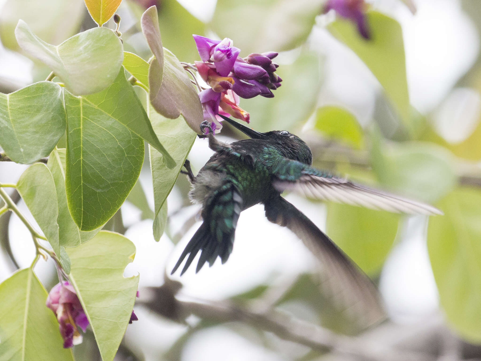 Image of Green-tailed Emerald