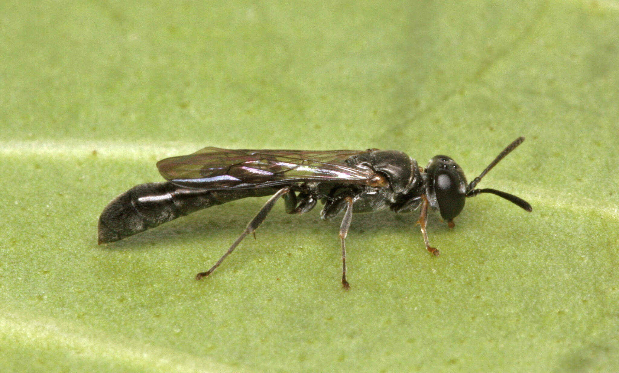 Image de Trypoxylon clavicerum Lepeletier de Saint Fargeau & Audinet-Serville 1828