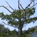 Image of Terminalia latifolia Sw.