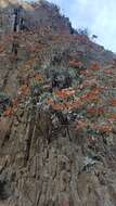 Imagem de Eriogonum giganteum var. formosum K. Brandegee