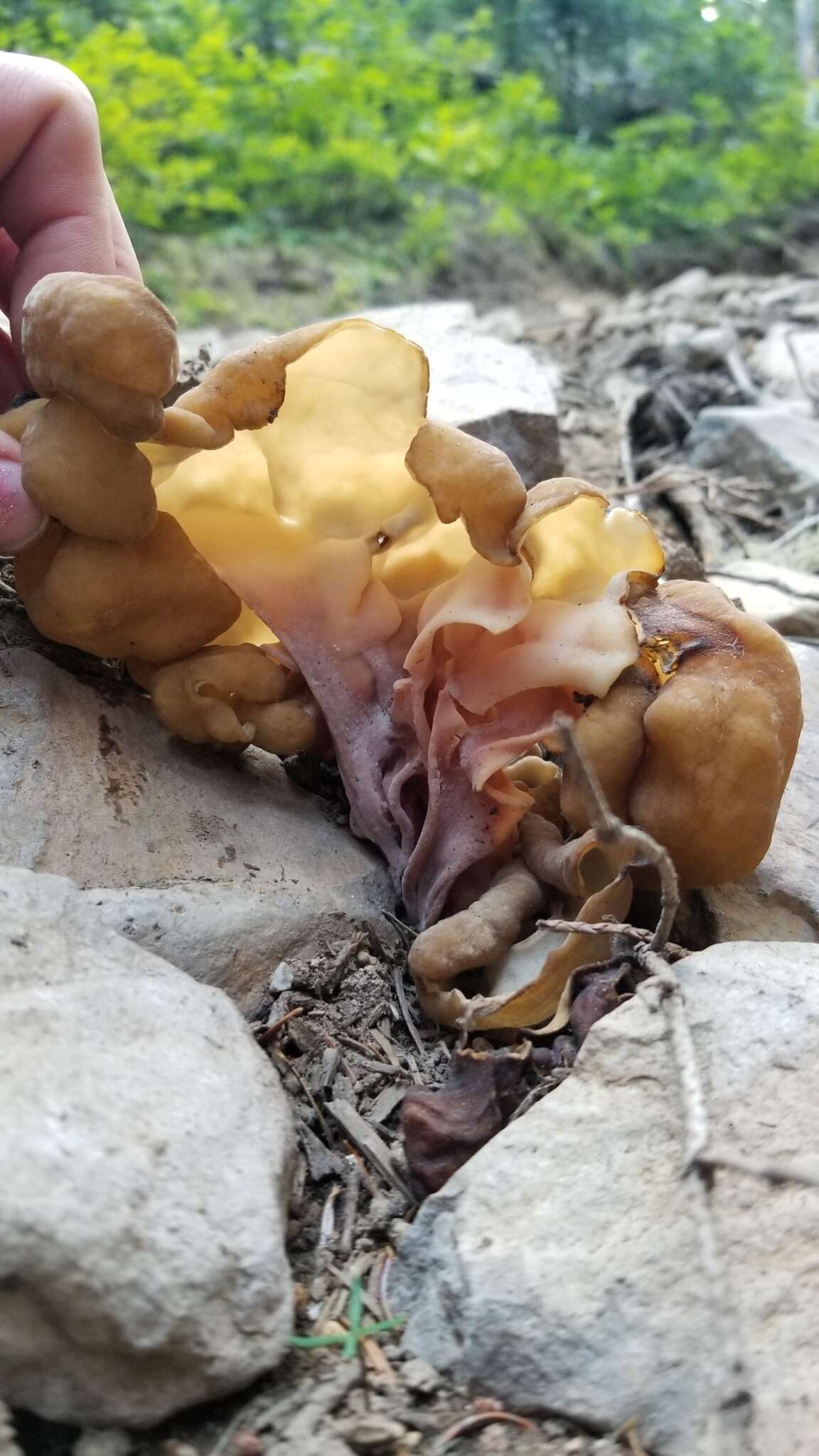 Image de Gyromitra californica (W. Phillips) Raitv. 1965