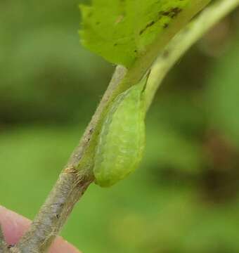 Image of Elegant Tailed Slug Moth
