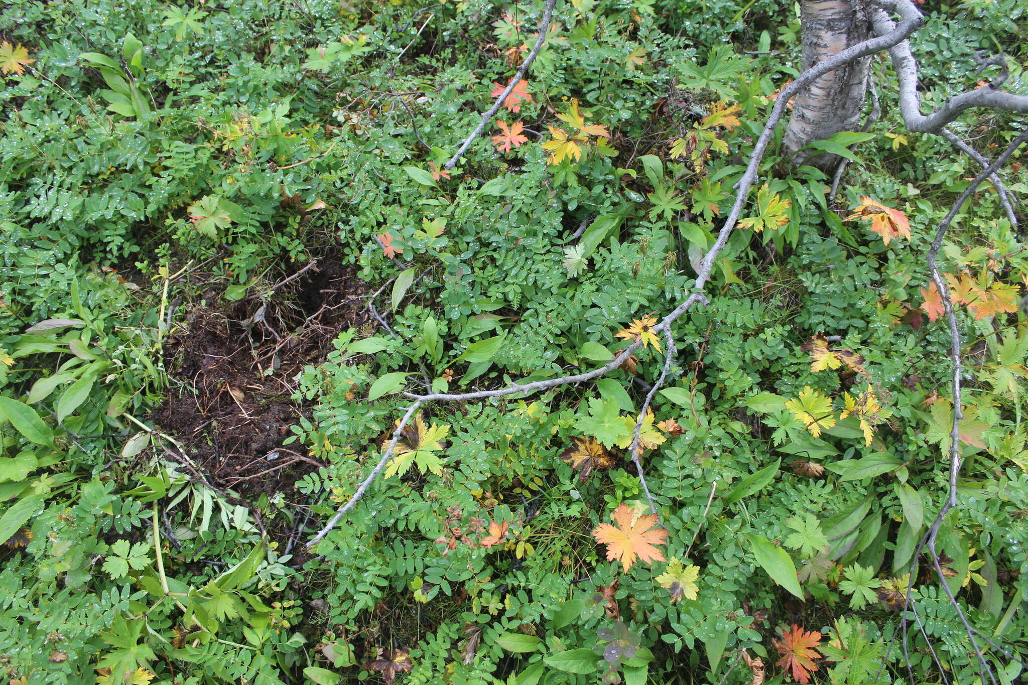 Imagem de Astragalus frigidus (L.) A. Gray