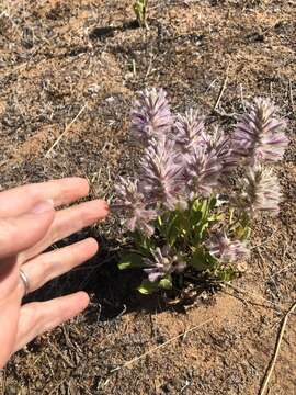 Image of Ptilotus exaltatus Nees